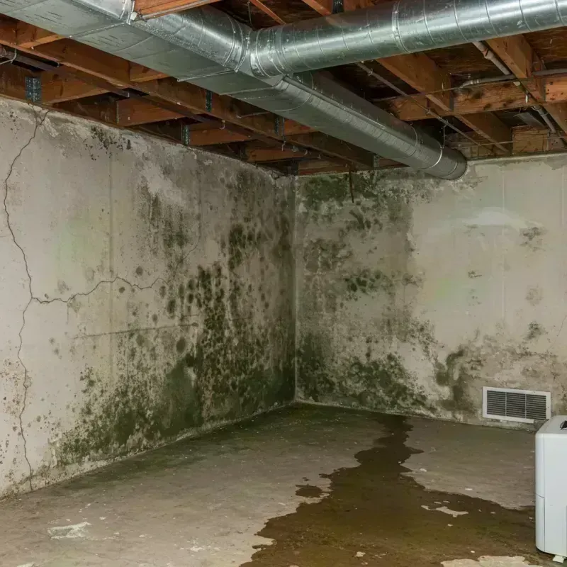 Professional Mold Removal in Round Lake, IL